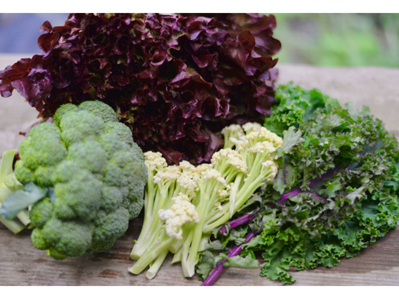 東京西洋野菜研究会